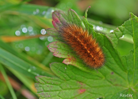 Breitflügeliger Fleckleibbär (Spilosoma lubricipeda)